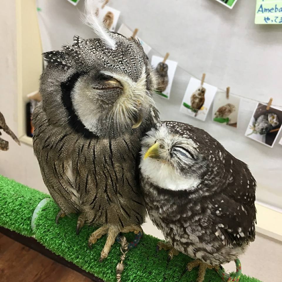 フクロウカフェもふもふ新宿店 幸運を呼ぶフクロウの羽根トカード付き 動物カフェ フクロウ 新宿 トラベルコ