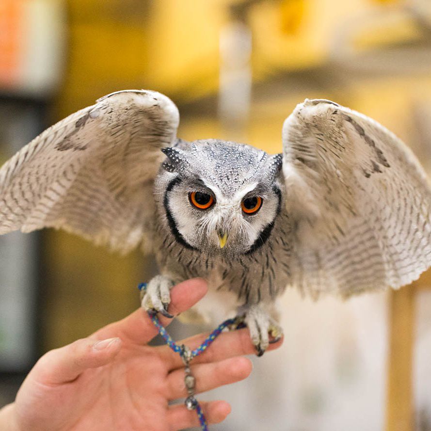 すべての動物画像 ラブリー幸運 を 呼ぶ 動物