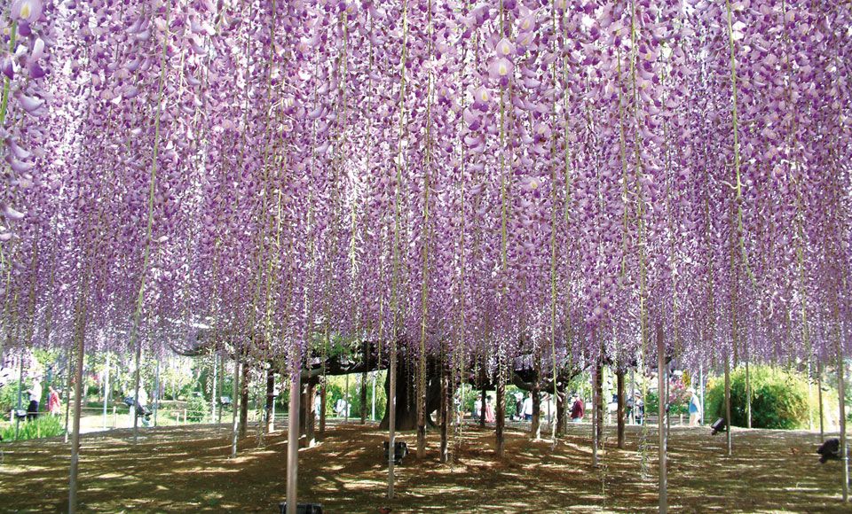 50 花 見どころ 関東 すべての美しい花の画像 50 花 見どころ 関東 すべての美しい花の画像