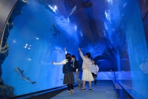 【名古屋駅発】*日帰り昼食付*活かに約2.5杯使用! 『越前活かに会席』【名鉄バスセンター4階 8:10発】*日帰り昼食付*活かに約2.5杯使用! 『越前活かに会席』 / 24276A 【名古屋駅発】*日帰り昼食付*活かに約2.5杯使用! 『越前活かに会席』【名鉄バスセンター4階 8:10発】*日帰り昼食付*活かに約2.5杯使用! 『越前活かに会席』 / 24276A