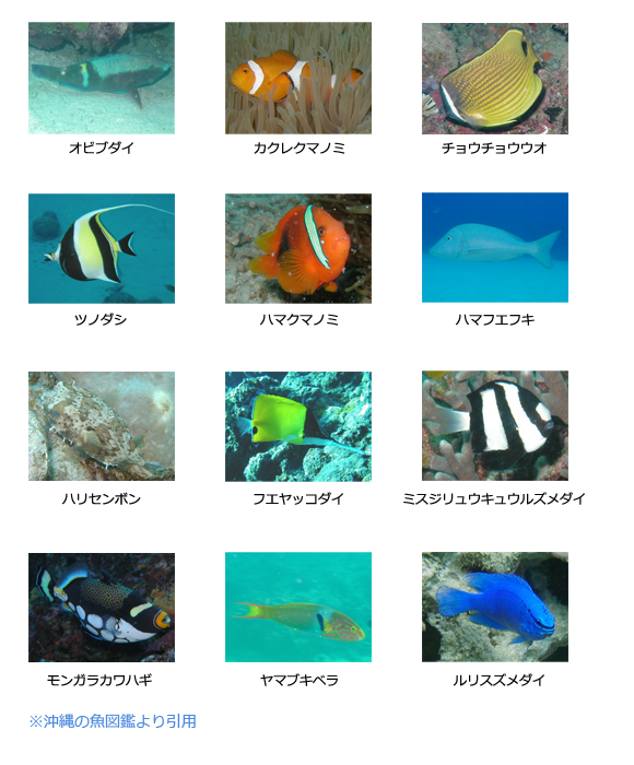 那覇の海のアクティビティの予約 日本旅行 オプショナルツアー アクティビティ 遊びの体験予約 那覇の海のアクティビティの予約 日本旅行 オプショナルツアー アクティビティ 遊びの体験予約