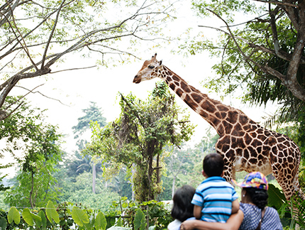 シンガポール動物園基本情報