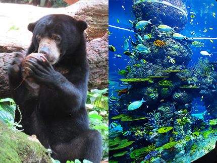 1日満喫!セントーサ島観光&人気動物園