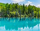 Blue Pond in Biei