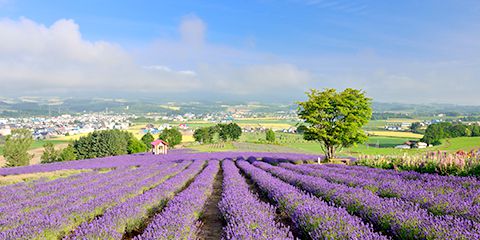 Furano bus tour