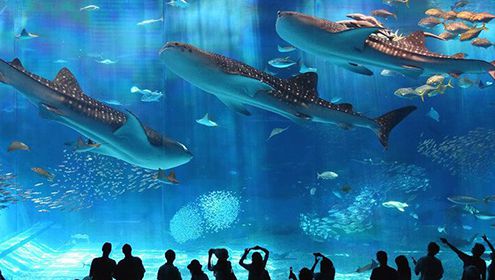 美麗海水族館