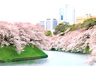 cherry blossom in tokyo