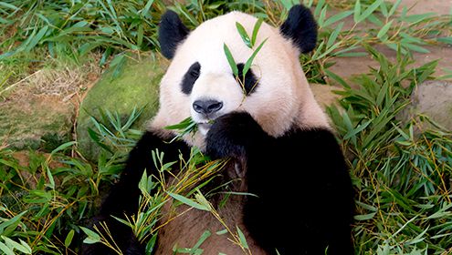 上野動物園