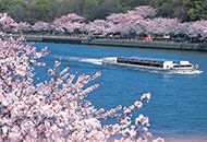 cherry blossom cruise