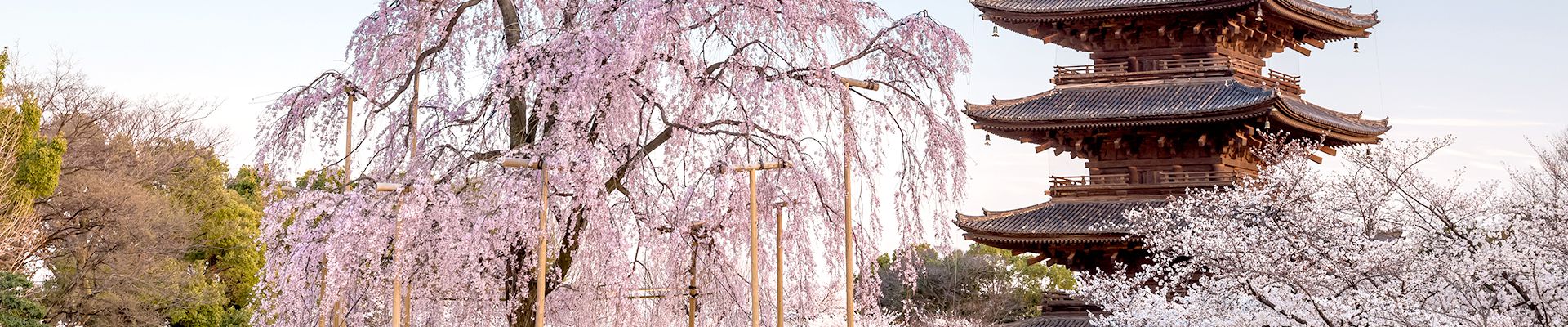 pink lake buggy tours