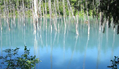 Blue Pond in Biei