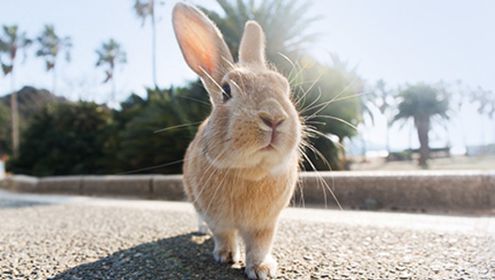 Hiroshima - Takehara - Okunoshima Regular Tour Bus