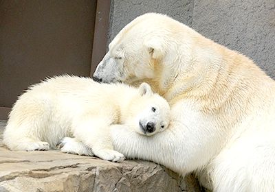 旭山動物園