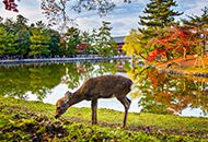 Nara day tour