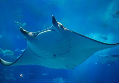 Okinawa Churaumi Aquarium