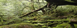 屋久島トレッキング