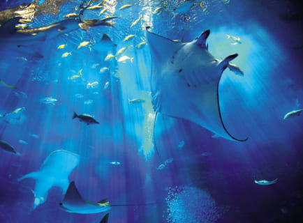 美ら海水族館