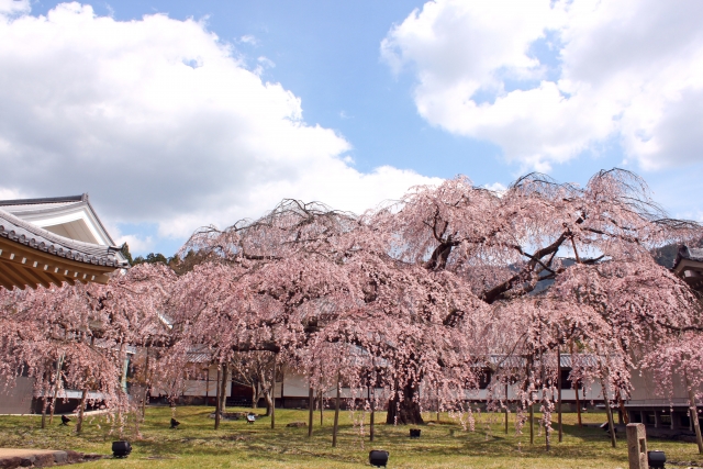 醍醐寺