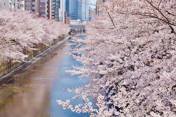 東京お花見クルーズ