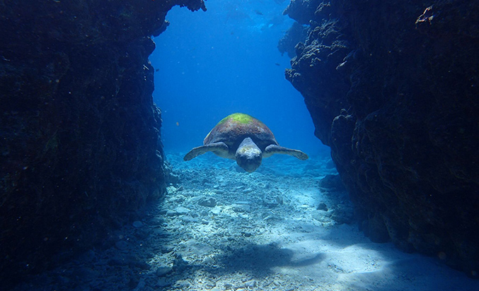 クエフ島