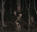 夜の動物ウォッチング