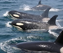 知床・羅臼でイルカ・クジラバードウォッチング