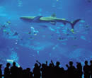 たっぷり水族館で遊ぼう！日帰りバスツアー