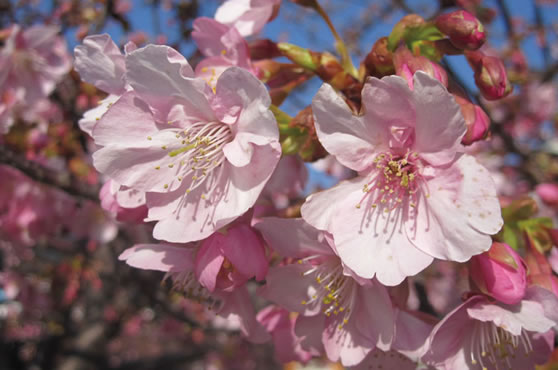 河津桜