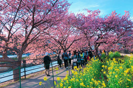 河津桜