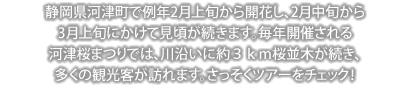 静岡県河津町で例年2月上旬から開花し、2月中旬から3月上旬にかけて見頃が続きます。毎年開催される河津桜まつりでは、川沿いに約３ｋｍ桜並木が続き、多くの観光客が訪れます。さっそくツアーをチェック！