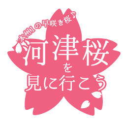 河津桜