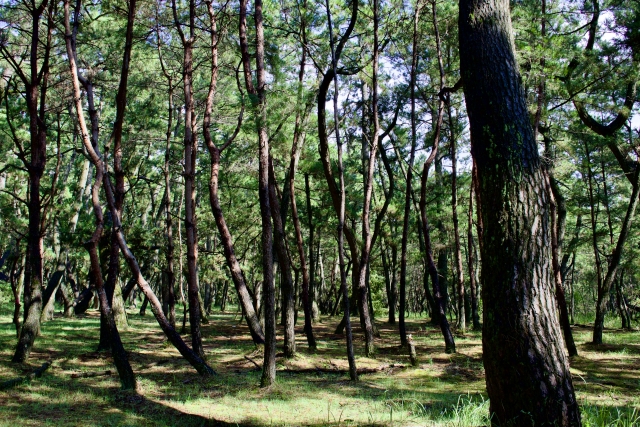 虹の松原（唐津市）