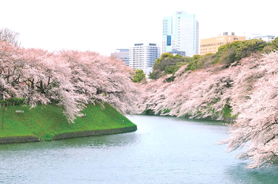 東京お花見ツアー