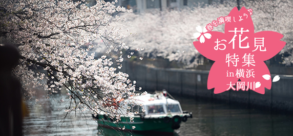 横浜・大岡川　お花見特集