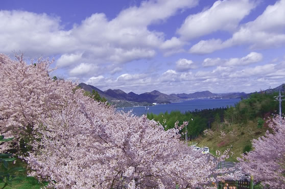 広島 桜