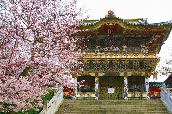広島 桜