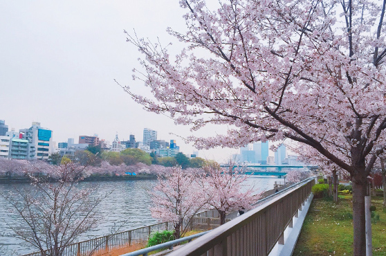 大阪 お花見