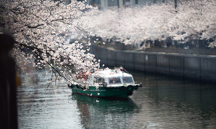 横浜 お花見