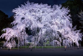 夜桜