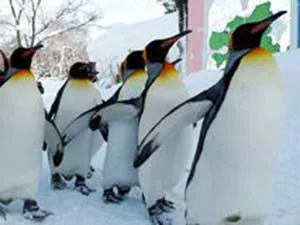 ペンギン散歩