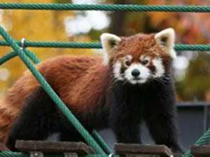 レッサーパンダの吊り橋