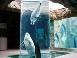 あざらし館