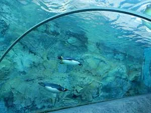 トマム発着で旭川名所とグルメを楽しむバスツアー!人気の旭山動物園と旭川ラーメン村の立ち寄りあり!OTOKOYAMA SAKE PARKで試飲も♪