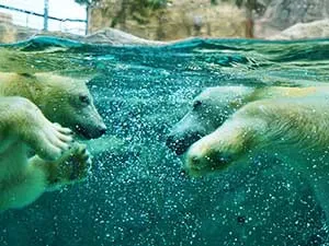 定番人気の旭山動物園と幻想的な雰囲気を楽しむ美瑛・青い池&ファーム富田でお花畑鑑賞する内容盛り沢山のバスツアー!
