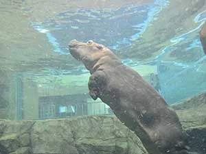 かば館