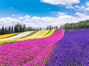 ファーム富田&美瑛・四季彩の丘でお花畑を楽しむ旅。カンパーナ六花亭とフラノマルシェでお土産買い物タイムも!