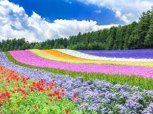 先着10名様限定!通常9,700円→6,790円で絶賛発売中!絶景のファーム富田&幻想的な青い池に定番人気の旭山動物園を巡る!盛りだくさんの三刀流コース