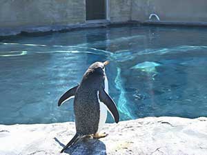 1名様より催行!旭山動物園&セブンスターの樹&青い池&白髭の滝!なんとすべてを巡る欲張りプラン