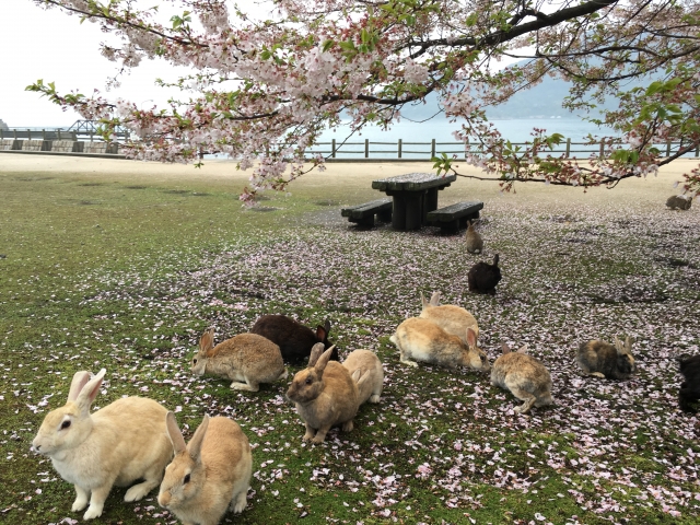 大久野島