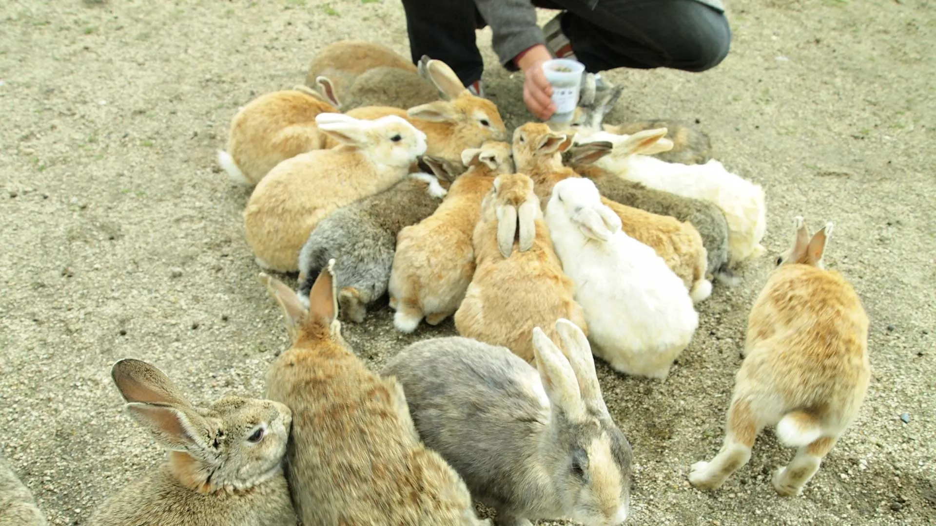せとうち島たびクルーズ写真